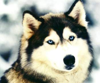 imagem Lobo